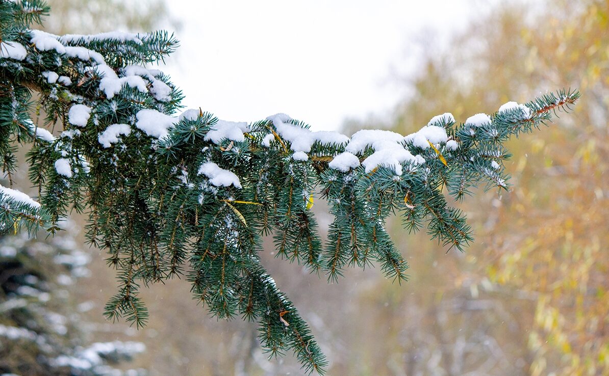 Потепление и оттепель: синоптики обновили прогноз погоды в Украине на Святого Николая и Новый год