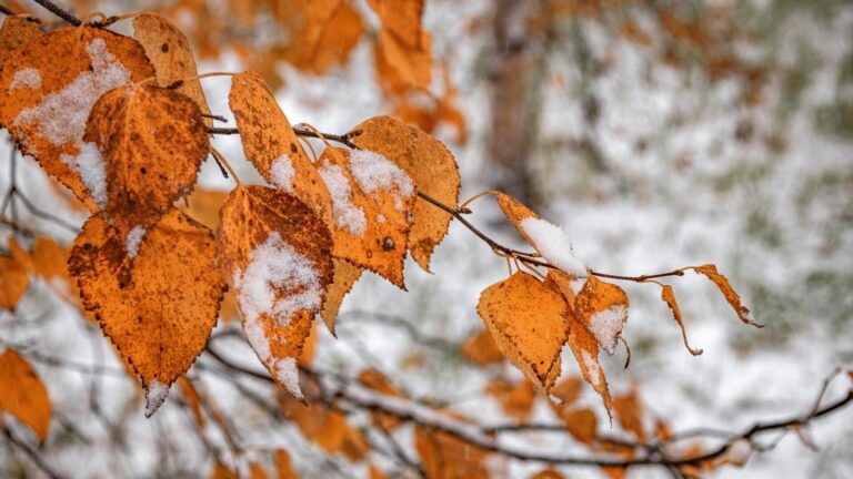 Снігопади та заморозки до -18 градусів: синоптики попередили українців, скільки триватиме похолодання - today.ua
