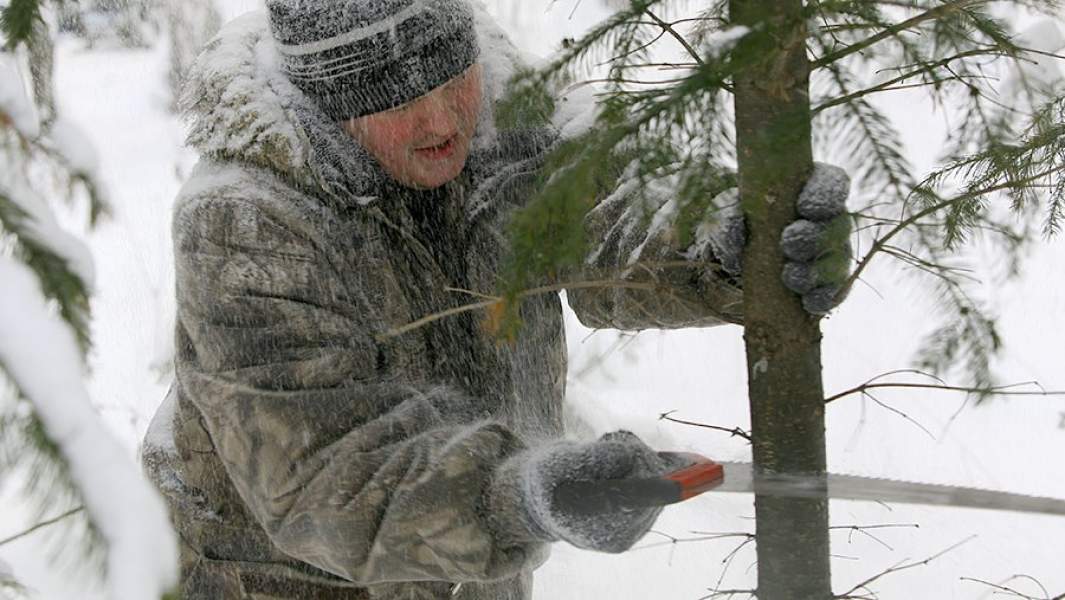 Стало известно, какие штрафы грозят украинцам за незаконную вырубку елок