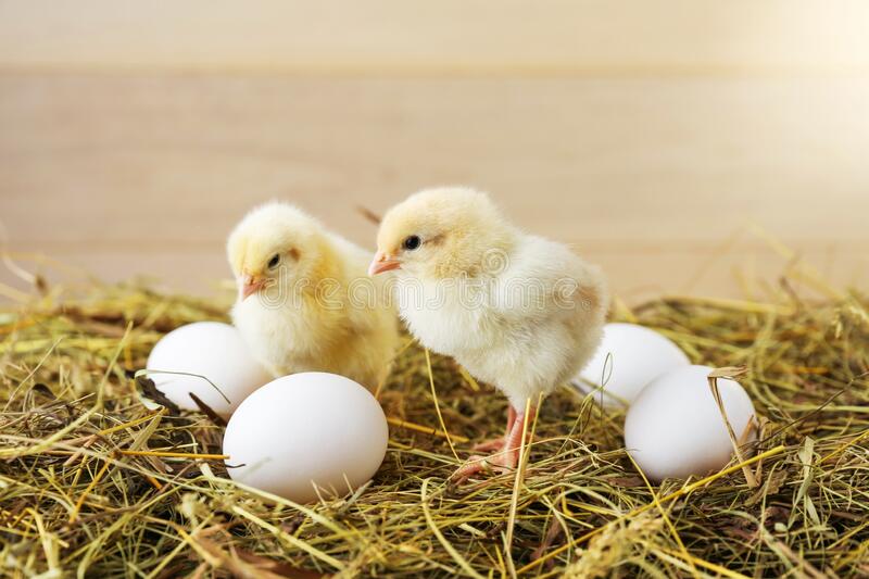 Украинцев предупредили о повышении цен на курятину и яйца