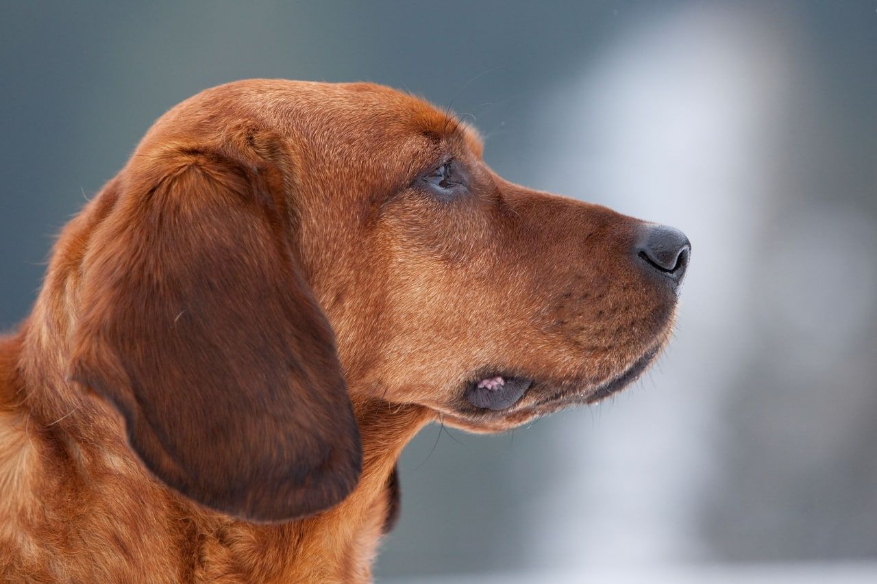 Стерилізація собак: коли та навіщо робити