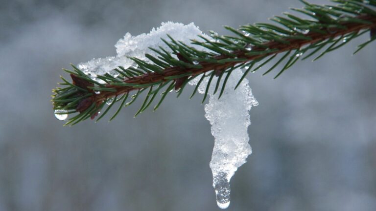 Потепление до +12 и дожди: синоптики рассказали о погоде в Украине до Нового года - today.ua
