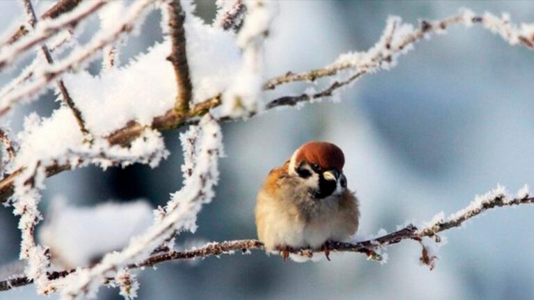 На Україну насуваються морози до -20 градусів: синоптики розповіли про різку зміну погоди після Нового року - today.ua