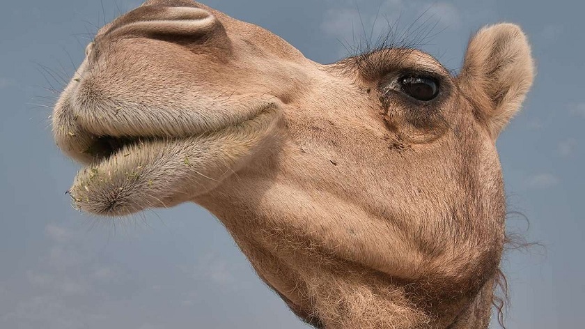 Набагато смертоносніший за ковід: лікарі попереджають про “верблюжий грип“, який загрожує людству