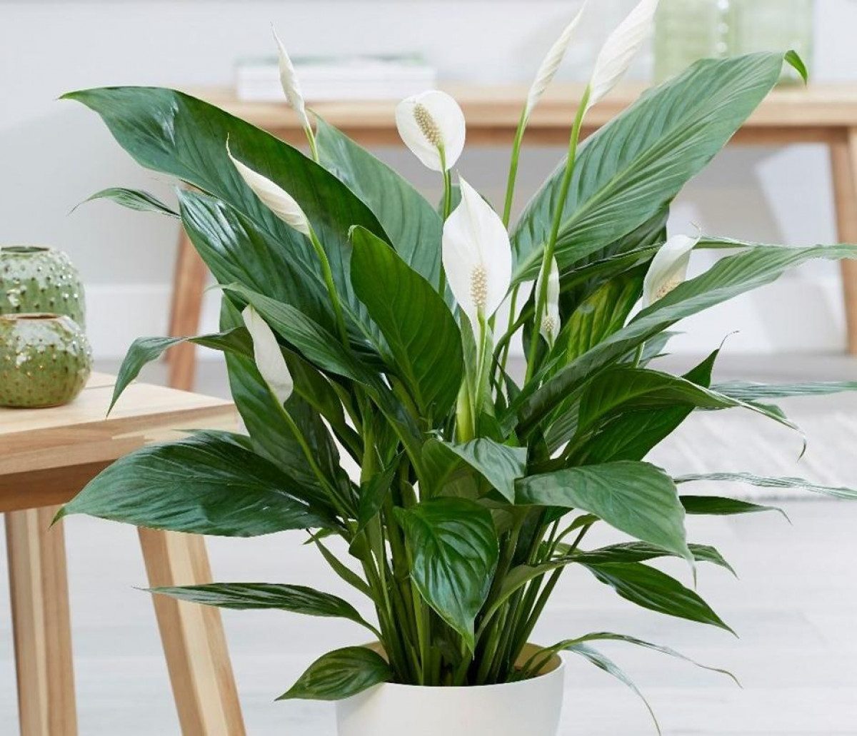 Які кімнатні рослини добре вбирають вологу і допоможуть позбутися плісняви у квартирі