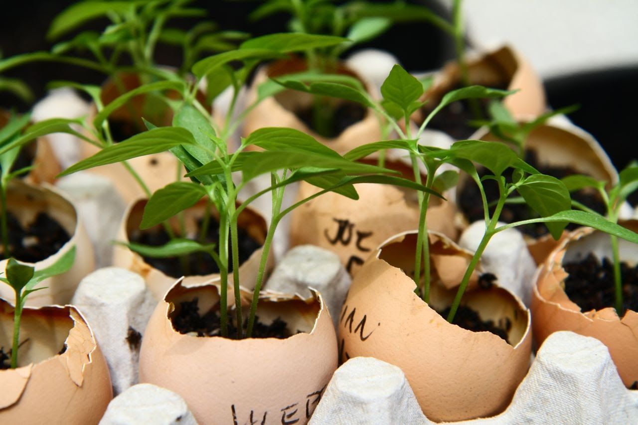 Що посадити на підвіконні у січні: 4 культури, які час готувати до весни