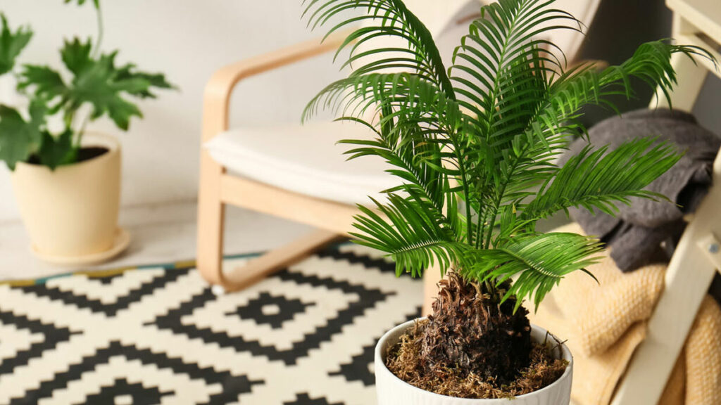 Какие комнатные растения хорошо впитывают влагу и помогут избавиться от плесени в квартире