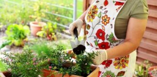 Огородники назвали две веские причины, зачем втыкать спички в домашние растения - today.ua