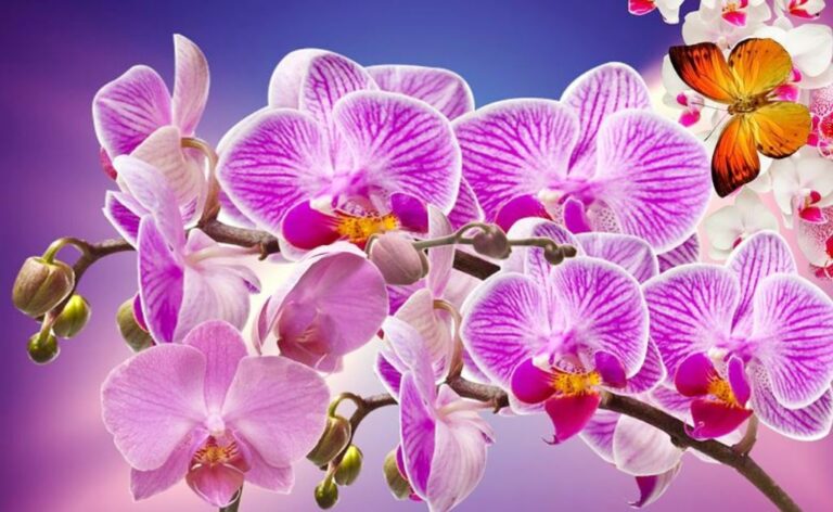 Три причины выбросить орхидеи из дома: комнатные растения таят в себе опасность   - today.ua
