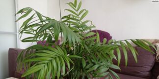 Какие комнатные растения хорошо впитывают влагу и помогут избавиться от плесени в квартире - today.ua