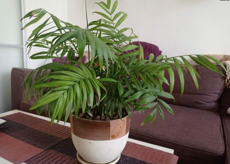 Які кімнатні рослини добре вбирають вологу і допоможуть позбутися плісняви у квартирі - today.ua