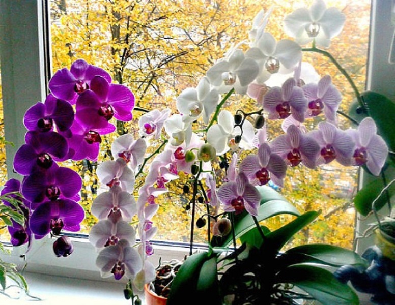 Три причини викинути орхідеї із дому: кімнатні рослини приховують в собі небезпеку 