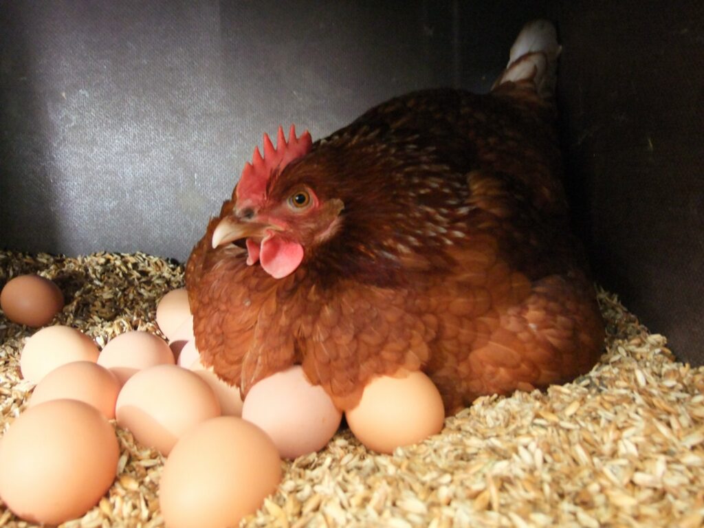 Стало відомо, як зростуть ціни на яйця під Новий рік