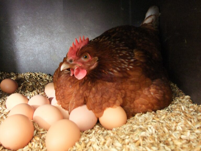 Як обдурити природу і змусити несучок взимку щодня продукувати яйця: кілька порад від зоологів - today.ua