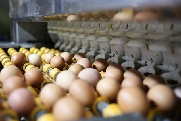 Скільки коштуватимуть яйця на Великдень 2023 в Україні: аналітики зробили прогноз