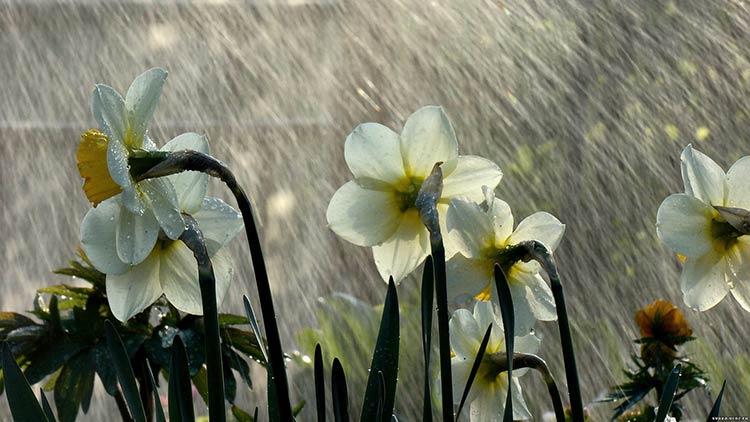 Аномально теплий березень та холодний квітень: синоптики дали прогноз погоды на предстоящую весну