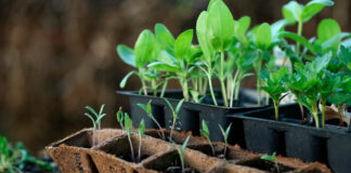 Что посадить в марте на подоконнике: овощи, которые пора выращивать на рассаду  - today.ua