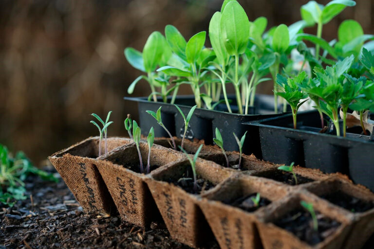 Что посадить в марте на подоконнике: овощи, которые пора выращивать на рассаду  - today.ua