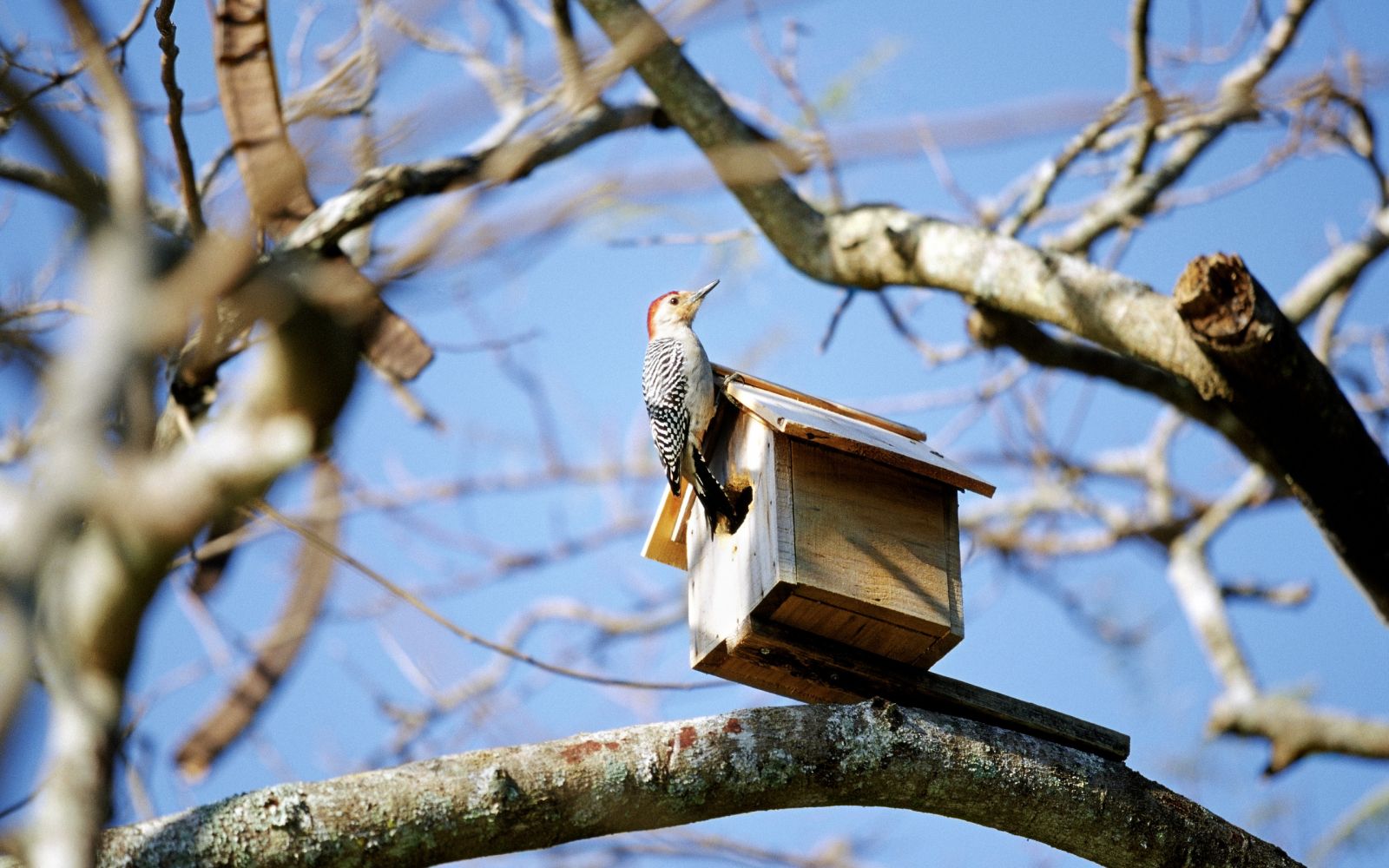 В Украину идет весеннее потепление: синоптики назвали дату