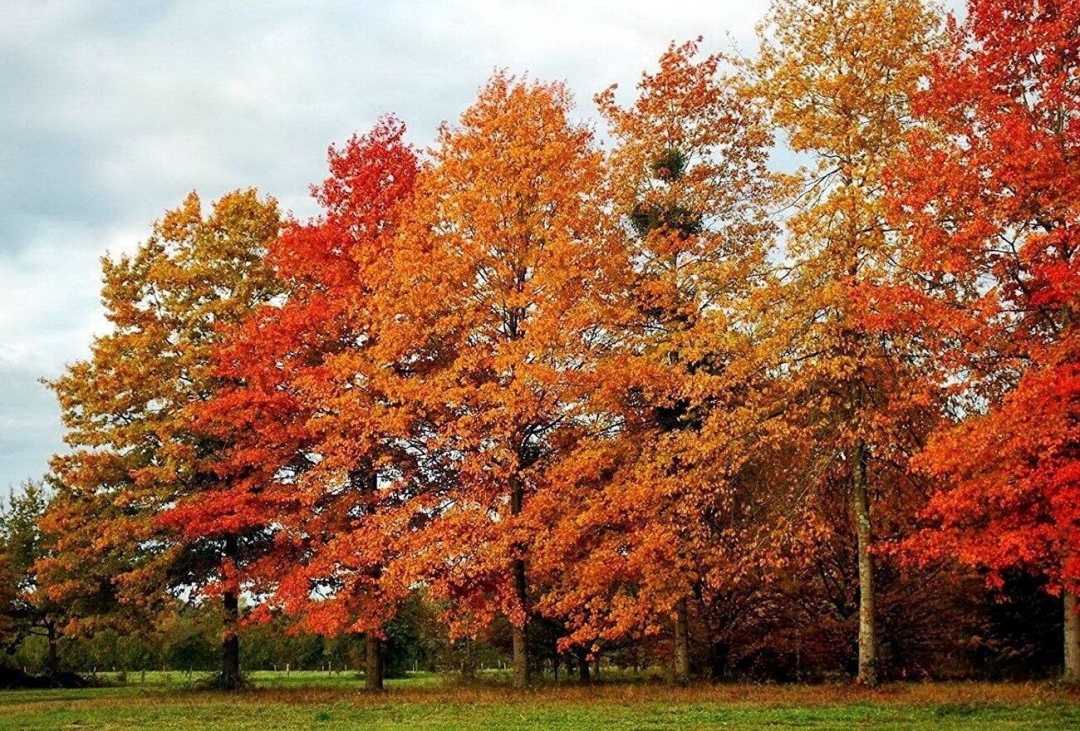В Украине попадут под запрет некоторые породы деревьев: стала известна угроза, которую они несут
