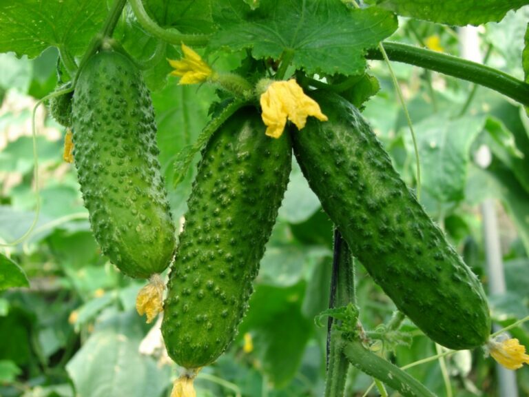Досвідчені городники назвали краще добриво для огірків: будуть рости хрусткими та соковитими   - today.ua