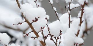В Украину возвращаются заморозки и снег: синоптики рассказали, где и когда ждать ухудшения погоды - today.ua