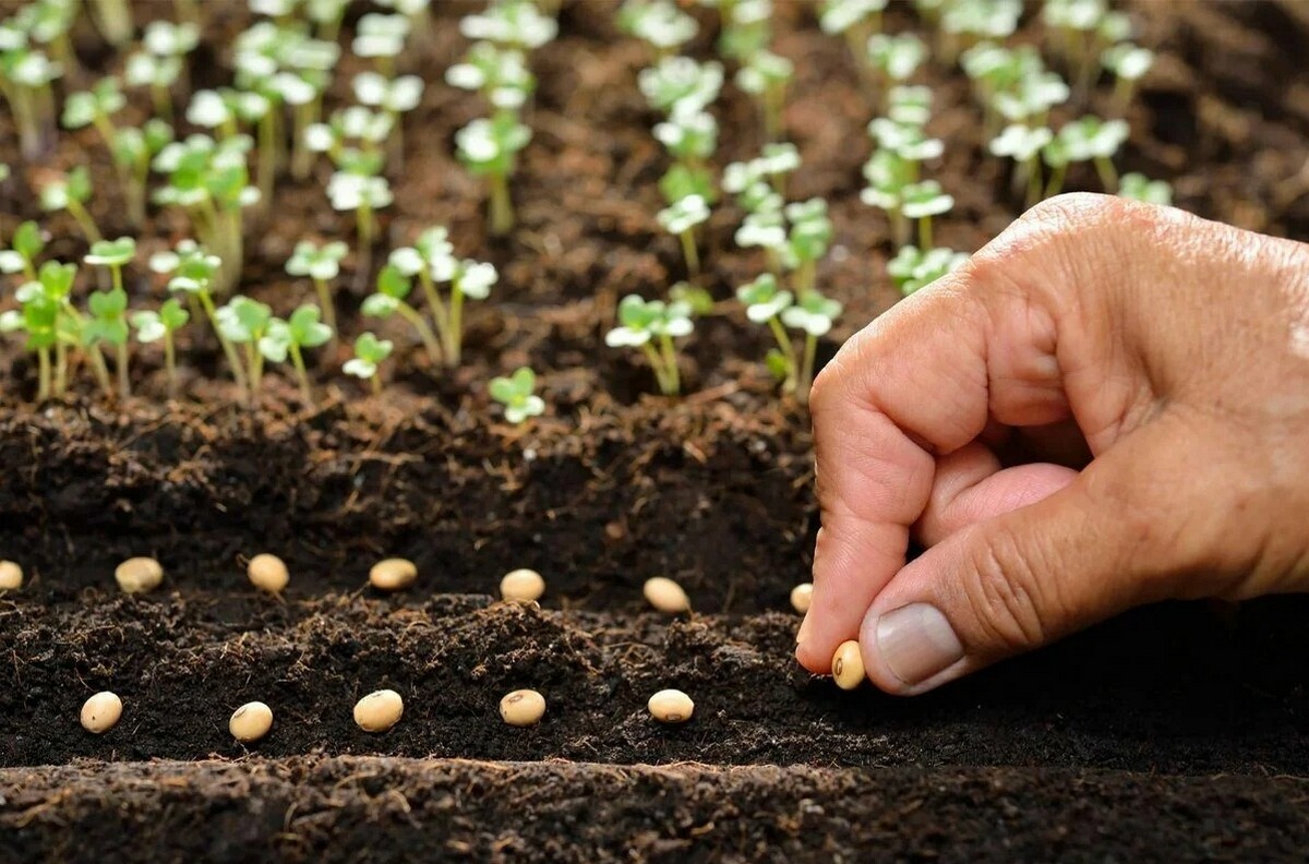 Без саджанців: що можна посадити на городі у березні