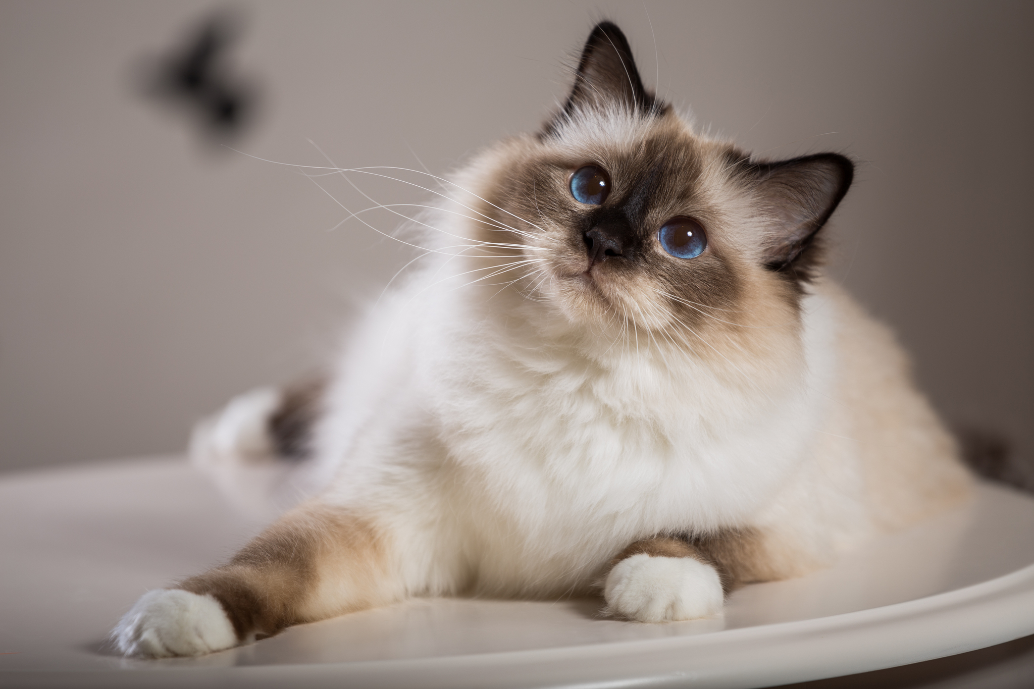 Самые умные кошки: ученые назвали три породы, поддающиеся дрессировке