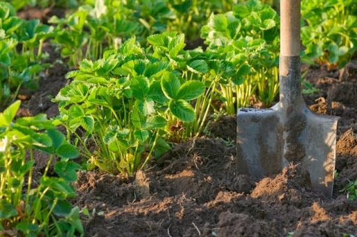 Чем удобрить клубнику весной, чтобы собрать щедрый урожай: рецепт простой и эффективной подкормки