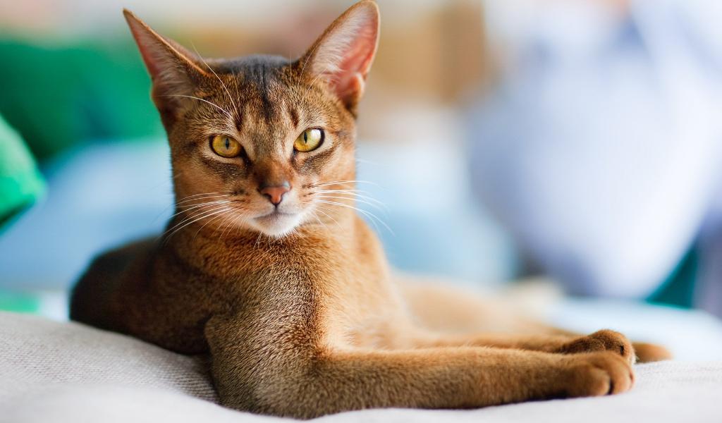 Самые умные кошки: ученые назвали три породы, поддающиеся дрессировке