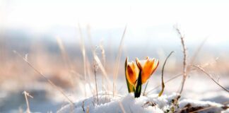 В Украину вернется зима: синоптики рассказали, когда снова выпадет снег - today.ua