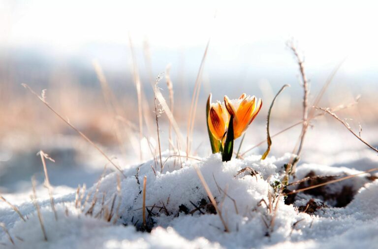 В Украину вернется зима: синоптики рассказали, когда снова выпадет снег - today.ua