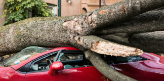 Суд объяснил, кто отвечает за дерево, упавшее на автомобиль - today.ua