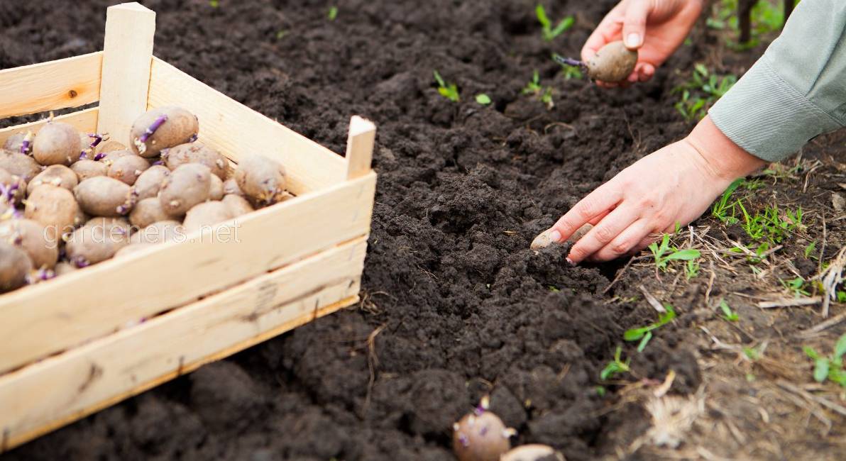 Як правильно посадити картоплю, щоб урожай був вдвічі більшим за звичайний