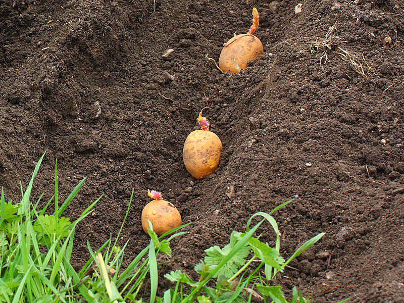 Как правильно посадить картофель, чтобы урожай был вдвое больше обычного