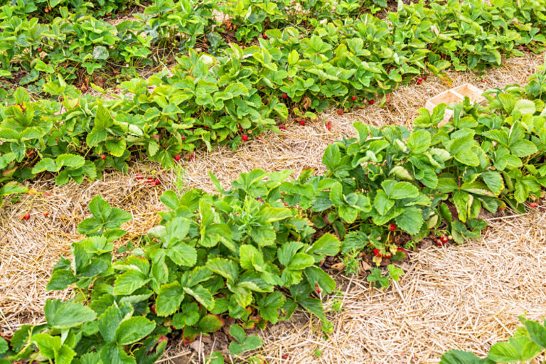 Чем удобрить клубнику весной, чтобы собрать щедрый урожай: рецепт простой и эффективной подкормки - today.ua