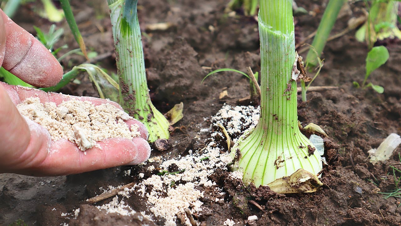 Залишіть перегній для картоплі: чим не можна удобрювати цибулю навесні