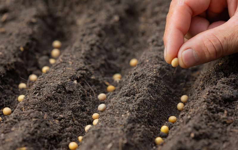 Как быстро прорастить семена: четыре способа получить богатый урожай