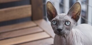 Не линяют и не пахнут: названы три лучшие породы кошек для аллергиков - today.ua