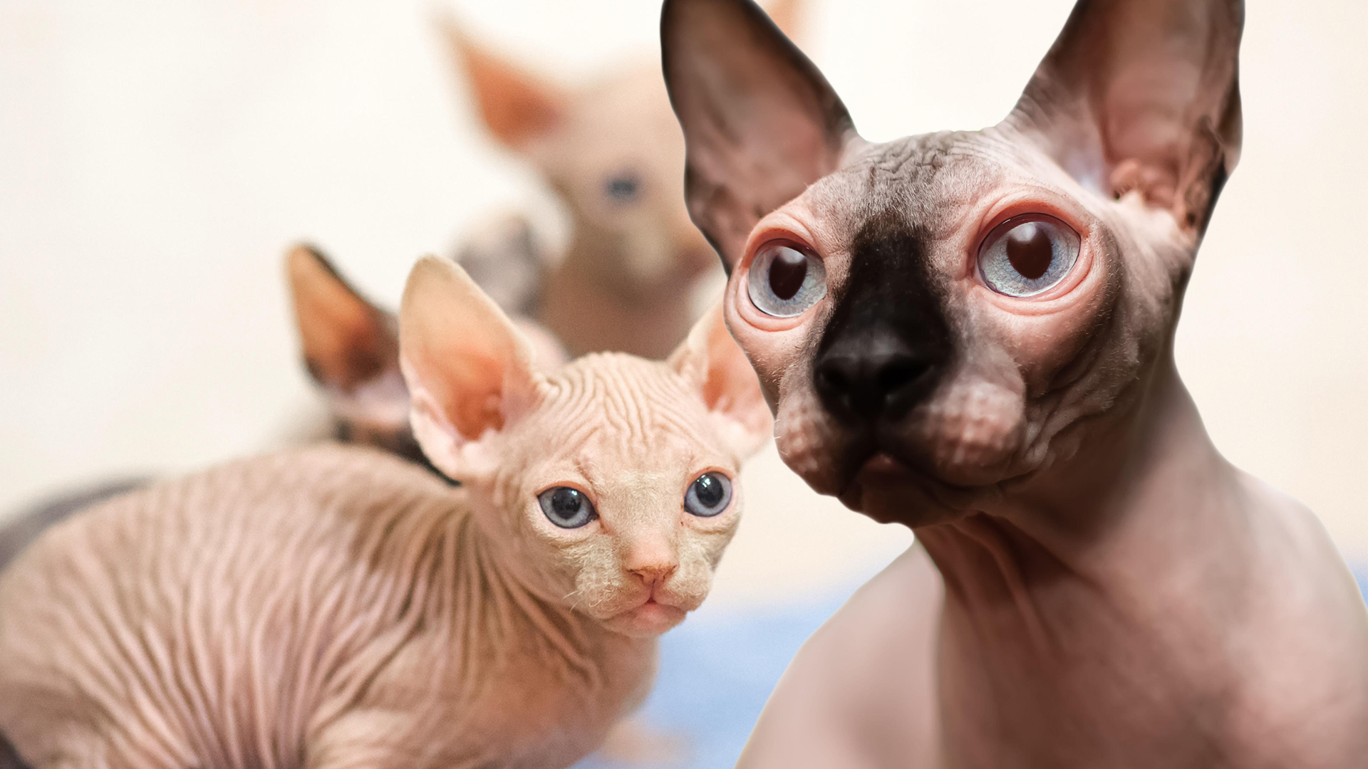 Не линяють і не пахнуть: названо три найкращі породи кішок для алергіків
