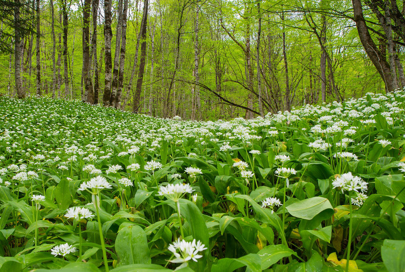 Дачники и огородники могут получить штрафы за срыв одного из растений: кому грозит наказание