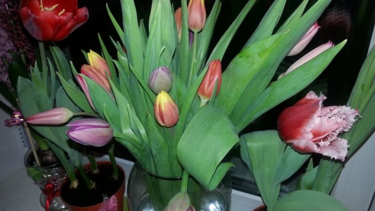 Щоб стояло в кожній хаті: як грамотно обрати тюльпани до 8 березня - today.ua