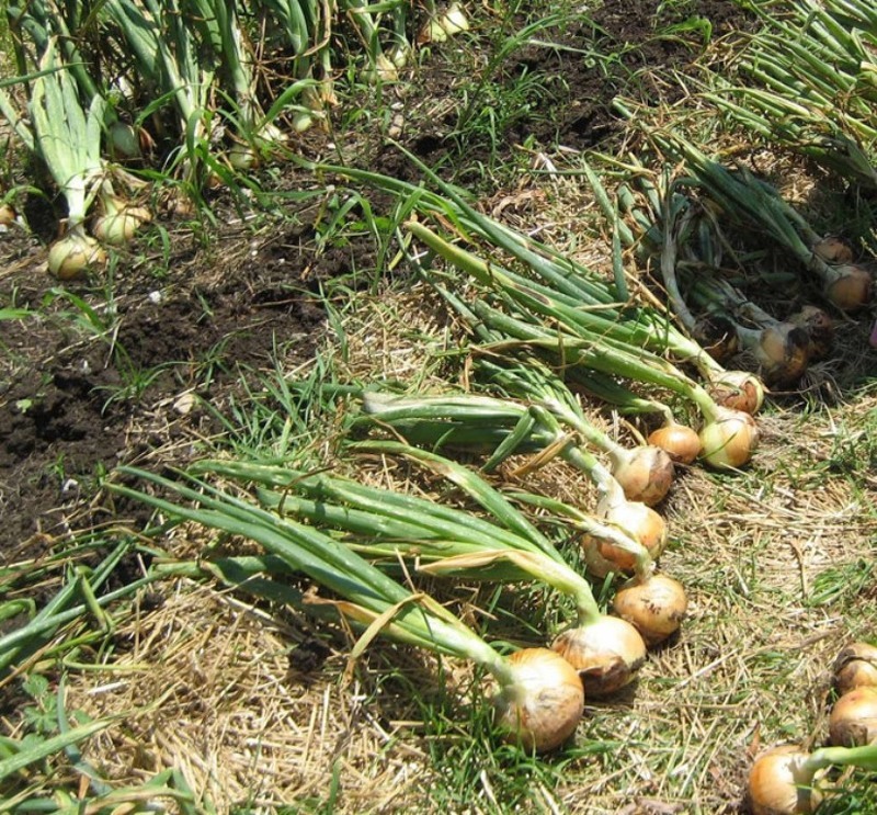 Оставьте перегной для картофеля: чем нельзя удобрять лук весной