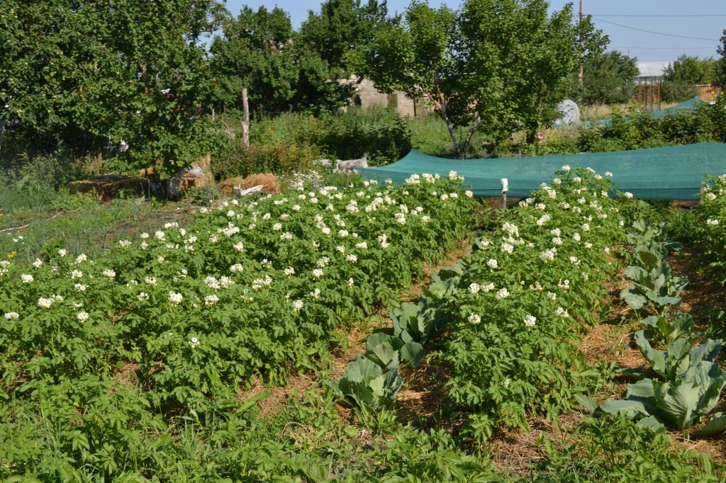 Кращий сусід картоплі: що посадити між рядами для кращого зростання та захисту від хвороб
