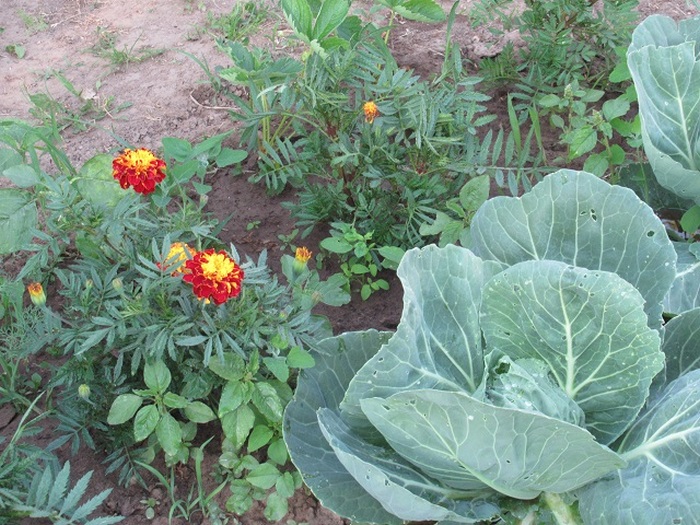 Кращий сусід капусти: що посадити між качанами для великого врожаю та захисту від гусениць та капустянки