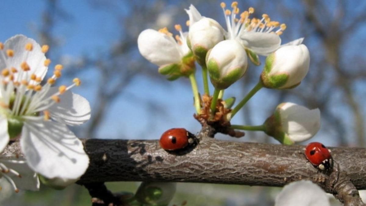 В Украине потеплеет до +25 градусов: синоптики сделали детальный прогноз до конца апреля