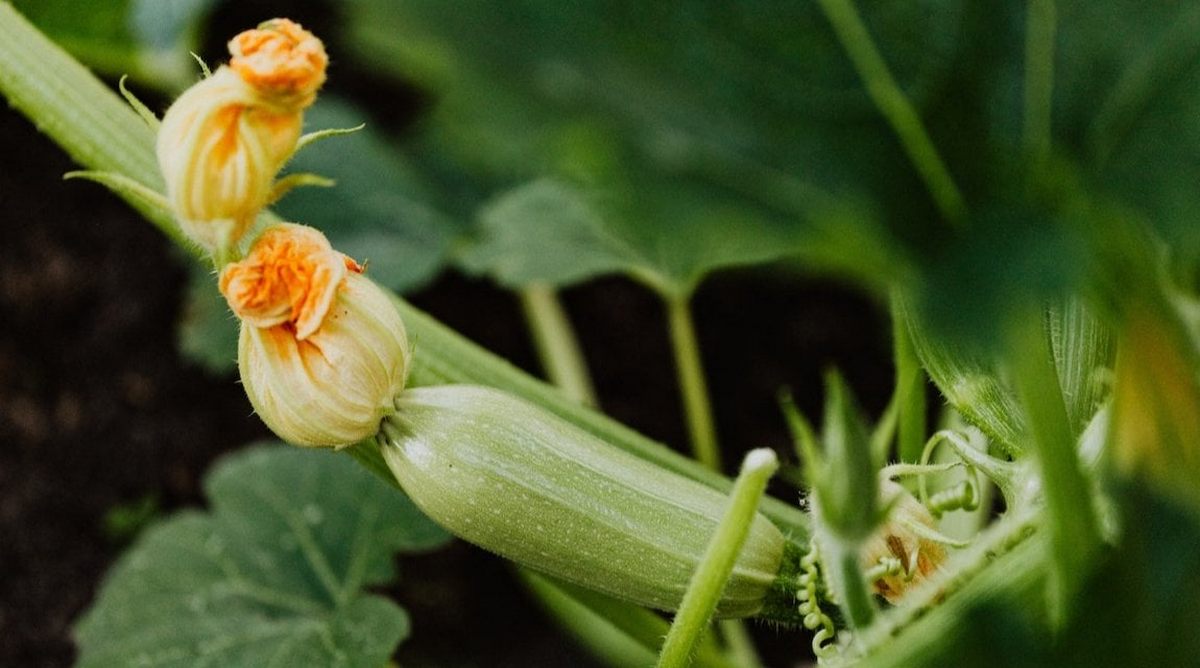 Найкращий сусід кабачків: що посадити між кущами, щоб не загинув врожай і не докучали шкідники