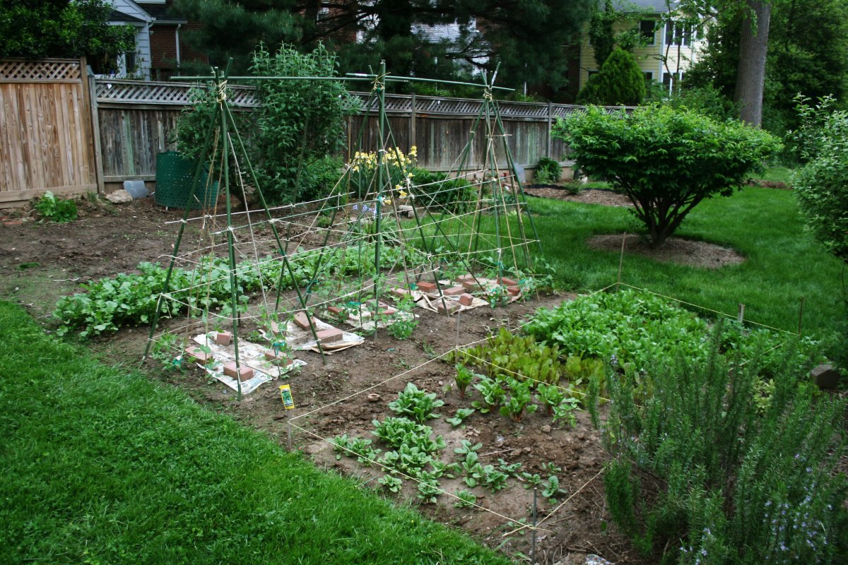 Кращий сусід полуниці: що посадити між кущами для доброго врожаю та захисту від слимаків