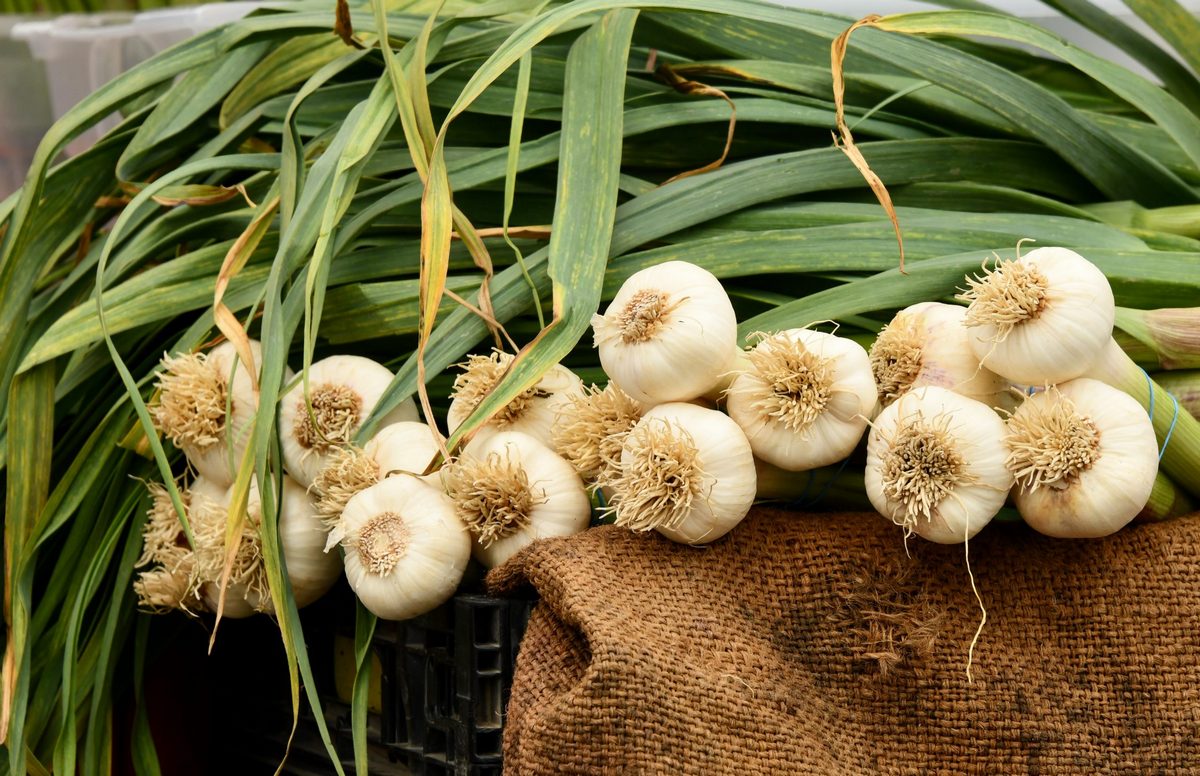 Чим підгодувати часник наприкінці квітня, щоб отримати головки по 130 грамів