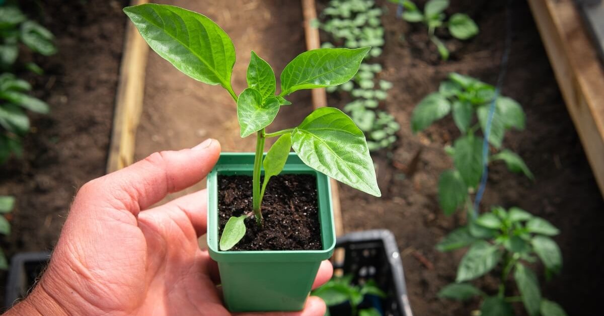 Кращий сусід солодкого перцю: що посадити поряд, щоб урожай був ароматним та соковитим